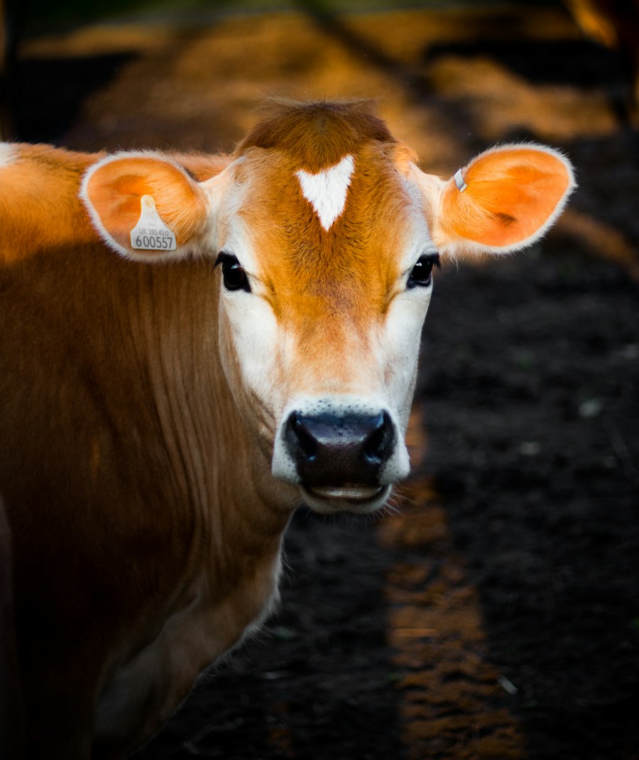 Desi cow in green pasture